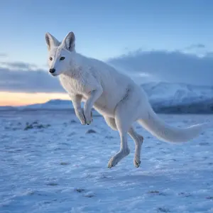 Arctic fox + Kangaroo